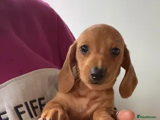 Dachshund dogs Miniature Dachshund Puppies - Advert 7