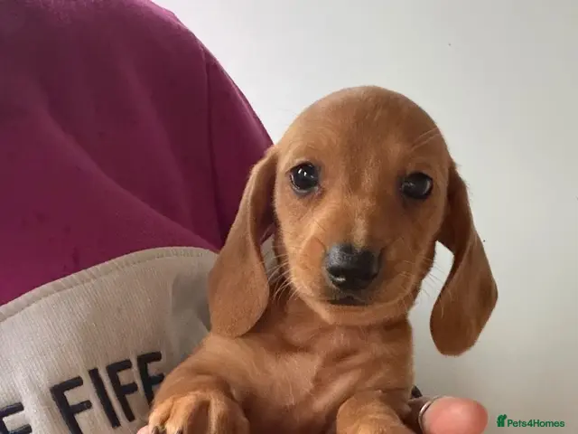 Dachshund dogs Miniature Dachshund Puppies - Advert 3