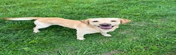 Labrador Retriever dogs for stud: 🐾LICENSED BREEDERS & LABRADOR STUD DOGS 🐾 in Derby - Advert 2