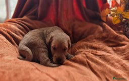 Jackapoo dogs for sale: Jackapoo puppies - Image 2