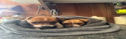 Jack Russell dogs for sale: Absolutely beautiful Jack Russel puppies  - Advert 4