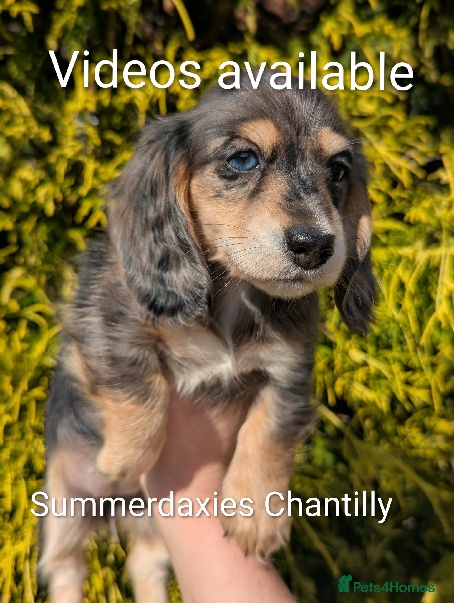 Miniature Dachshund dogs READY NOW 🎖️longhaired Miniature dachshunds  - Advert 3
