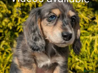 Miniature Dachshund dogs READY NOW 🎖️longhaired Miniature dachshunds - Advert 10