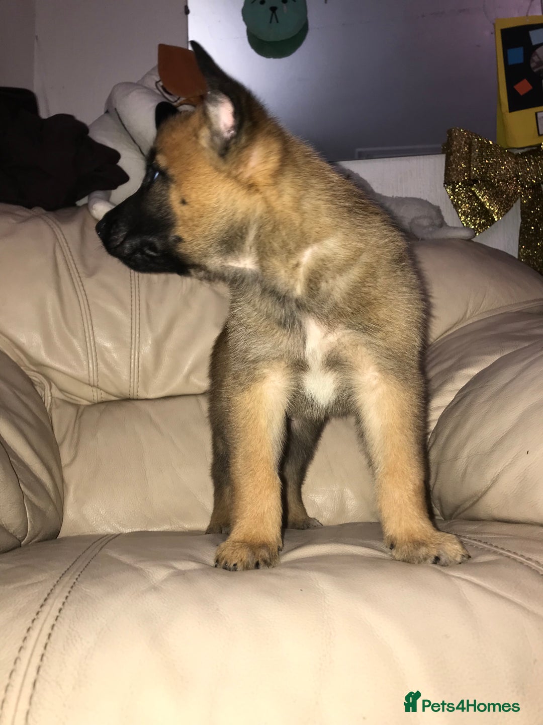 Belgian Shepherd Dog dogs for sale: Belgian Malinois puppy’s  - Image 18