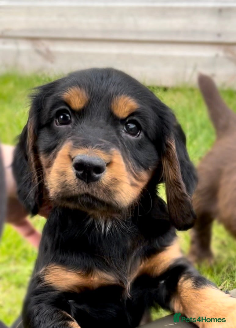 Cocker Spaniel dogs Legally docked. KC Reg. 4 Cocker spaniels.  - Advert 5