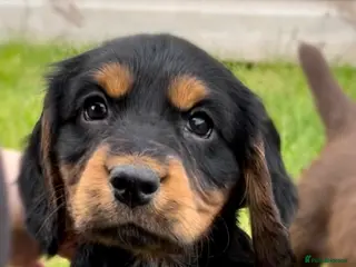 Cocker Spaniel dogs Legally docked. KC Reg. 4 Cocker spaniels. - Advert 5