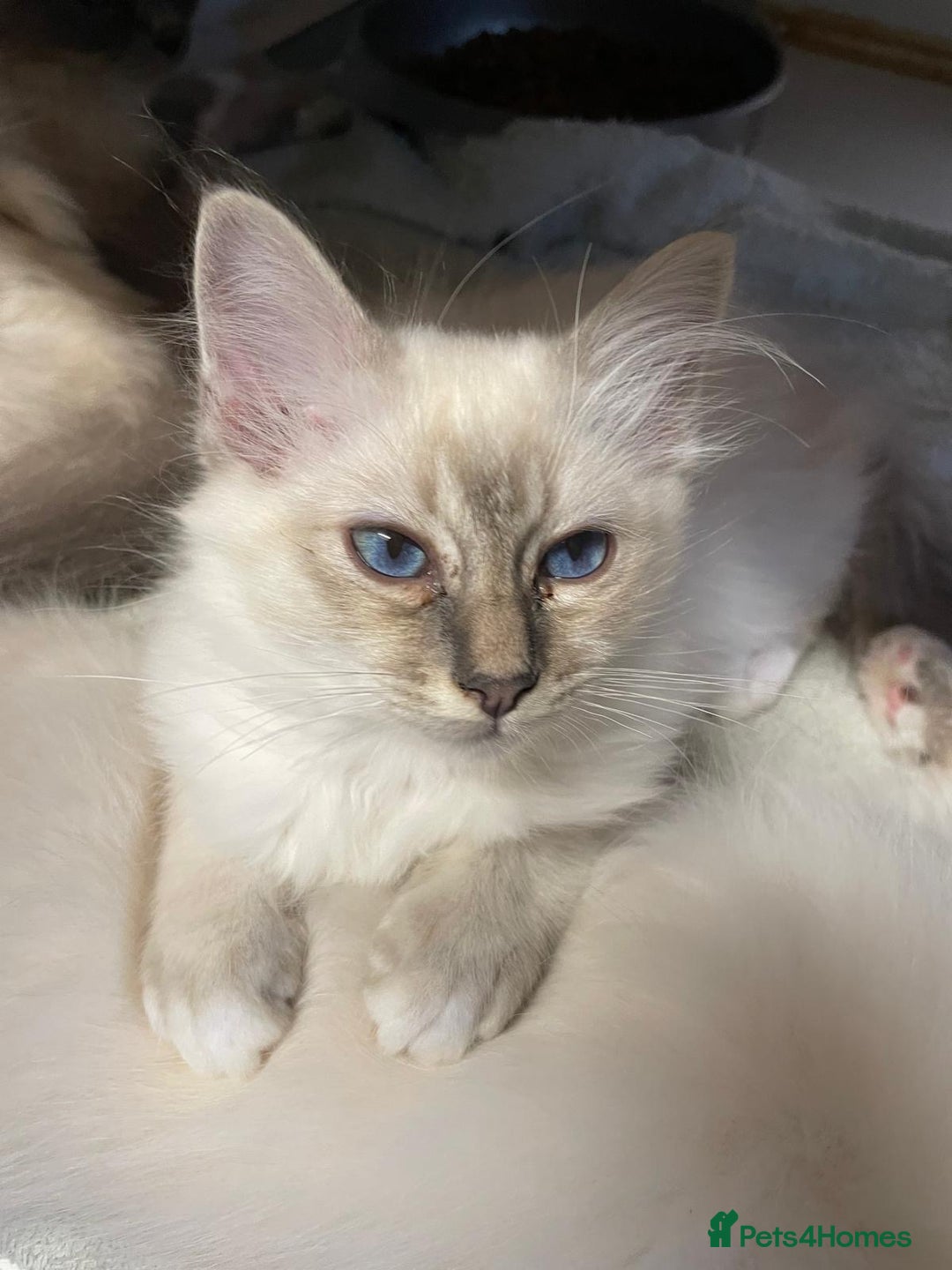 Birman cats for sale: Registered Rare Birman Kittens! - Image 4