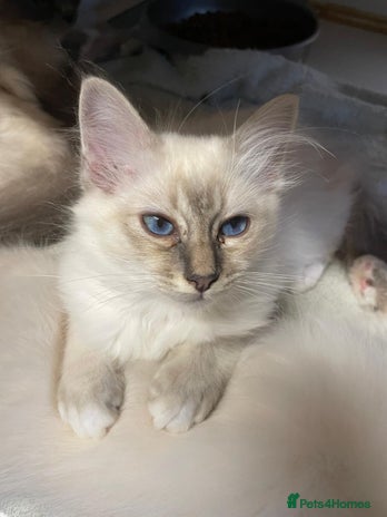 Birman cats - Advert 2