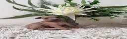 Italian Greyhound dogs for sale: KC registered Beautiful pups - Advert 30