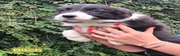 Border Collie dogs for sale: 🐾 🐾 ISDS Registered Border Collie Pups 🐾 🐾  - Advert 11