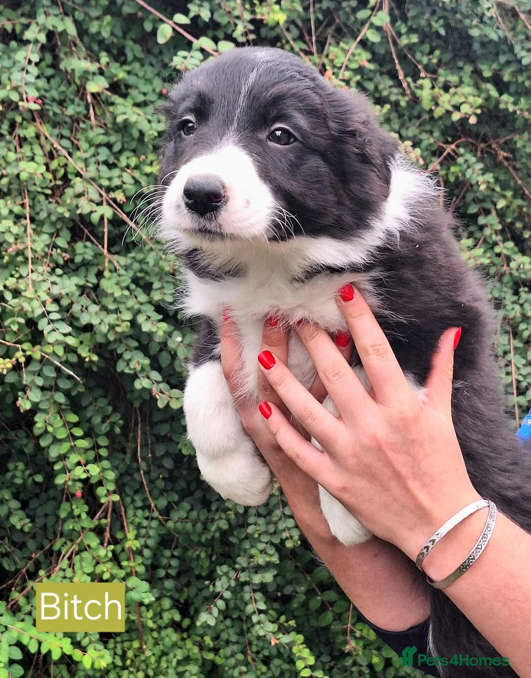 Border Collie dogs for sale: 🐾 🐾 ISDS Registered Border Collie Pups 🐾 🐾  - Advert 11