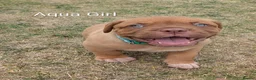 Dogue De Bordeaux dogs for sale: 5 girls 1 boy  - Advert 4