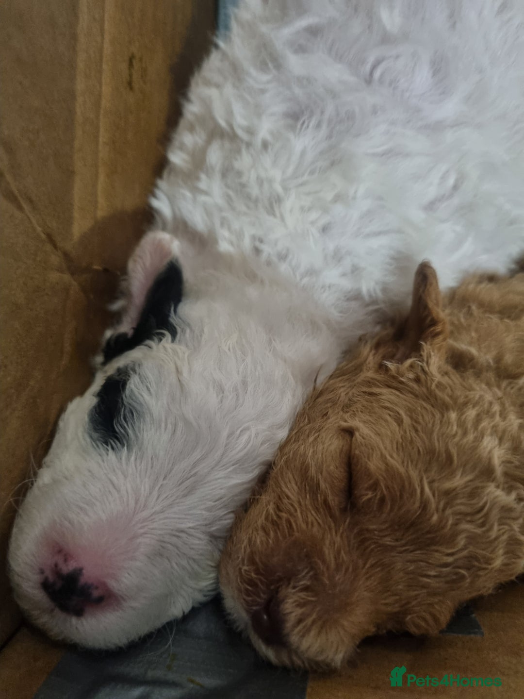 Toy Poodle dogs for sale: Toy poodle puppy - Advert 15