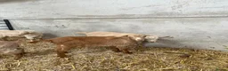 Goats livestock for sale: Royal golden guernsey wethers  - Advert 1