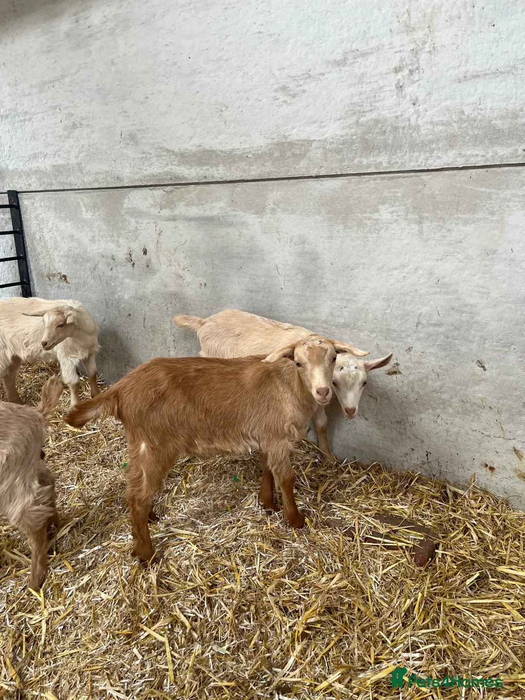 Goats livestock for sale: Royal golden guernsey wethers  - Advert 1