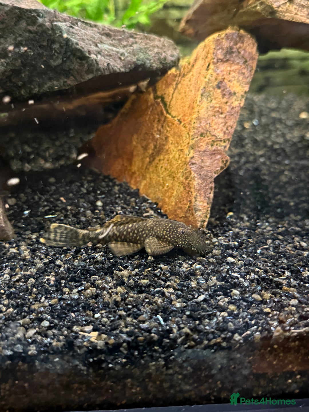 Catfish fish for sale: Tropical fish for sale - Advert 6