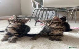 Mixed Breed cats for sale: 5 Adorable Mixed Breed Kittens - Image 11