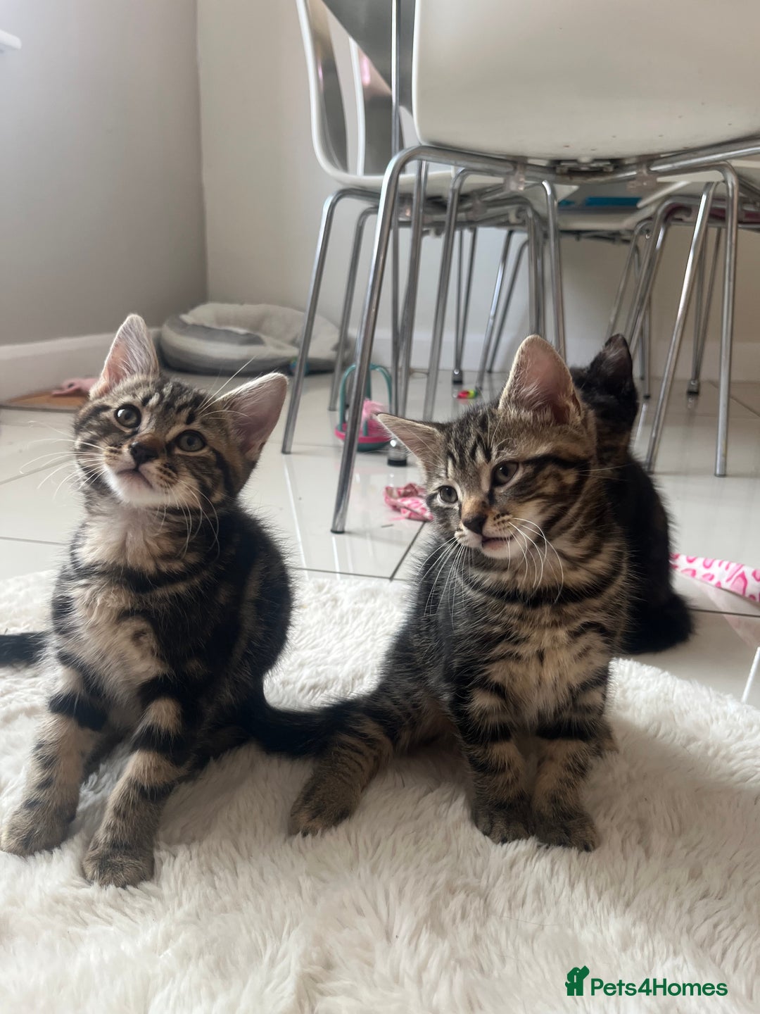 Mixed Breed cats for sale: 5 Adorable Mixed Breed Kittens - Image 11
