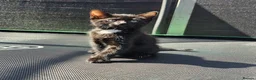 Mixed Breed cats for sale: Mixed kitten litter in Warrington - Advert 15