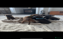 Mixed Breed dogs for sale: Pharaoh hound x blue whippet .last  of the litter  - Image 6