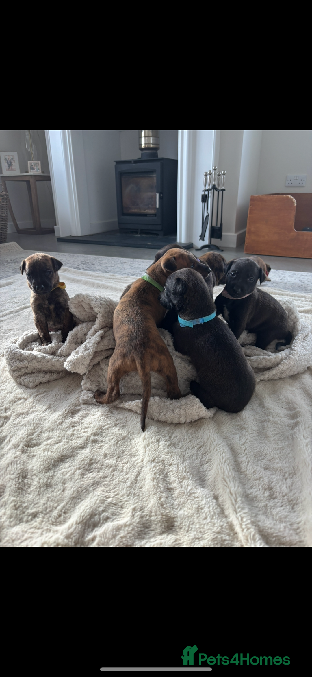 Mixed Breed dogs for sale: Pharaoh hound x blue whippet .last  of the litter  - Image 6