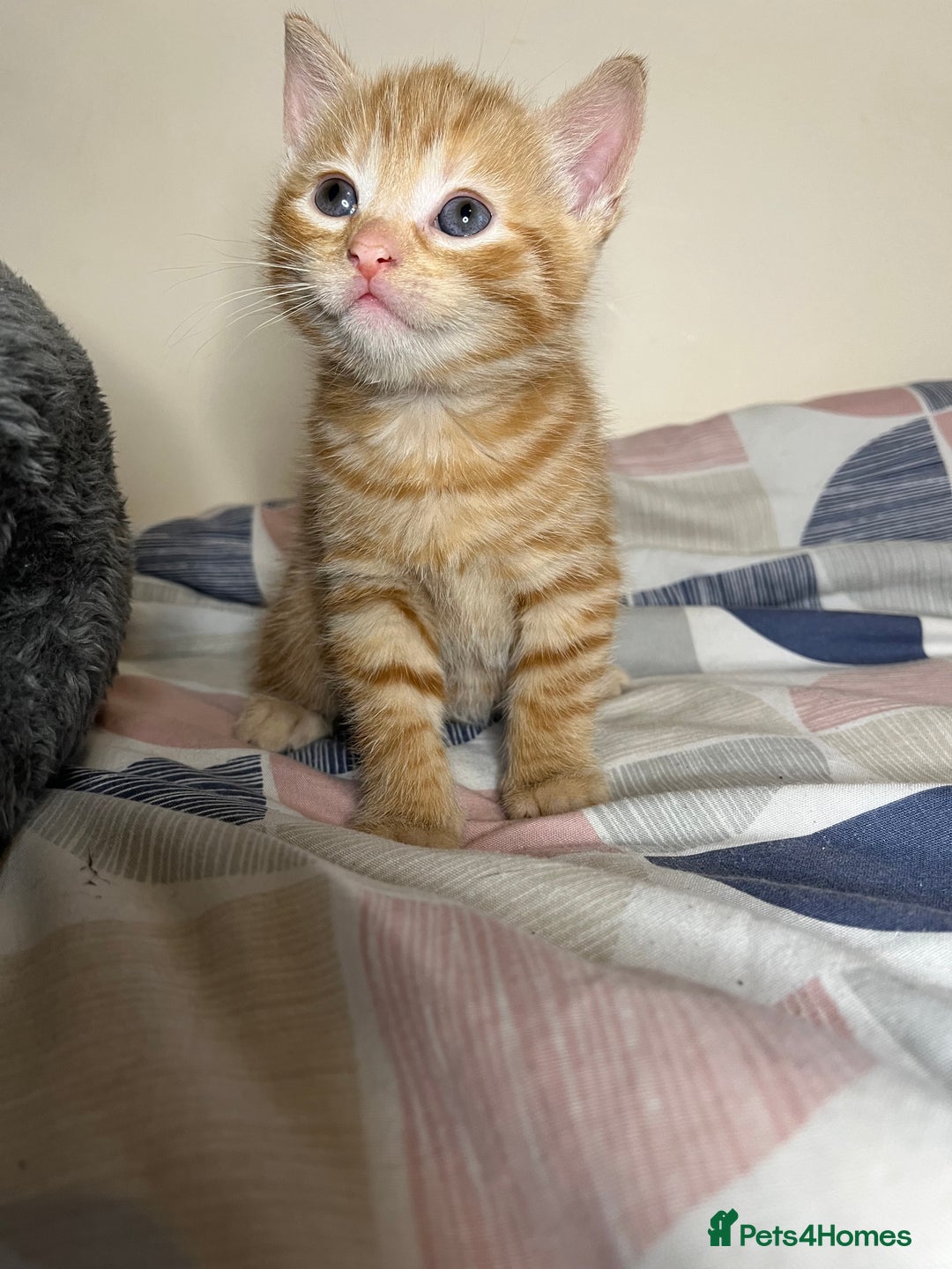 Mixed Breed cats for sale: 🐾 Adorable Litter of 5 Playful Kittens  - Image 18