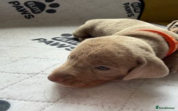 Dachshund dogs for sale: Litter of miniature dachshunds born 12/9/25 - Image 9