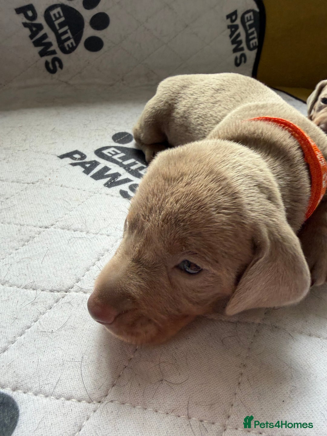 Dachshund dogs for sale: Litter of miniature dachshunds born 12/9/25 - Image 9