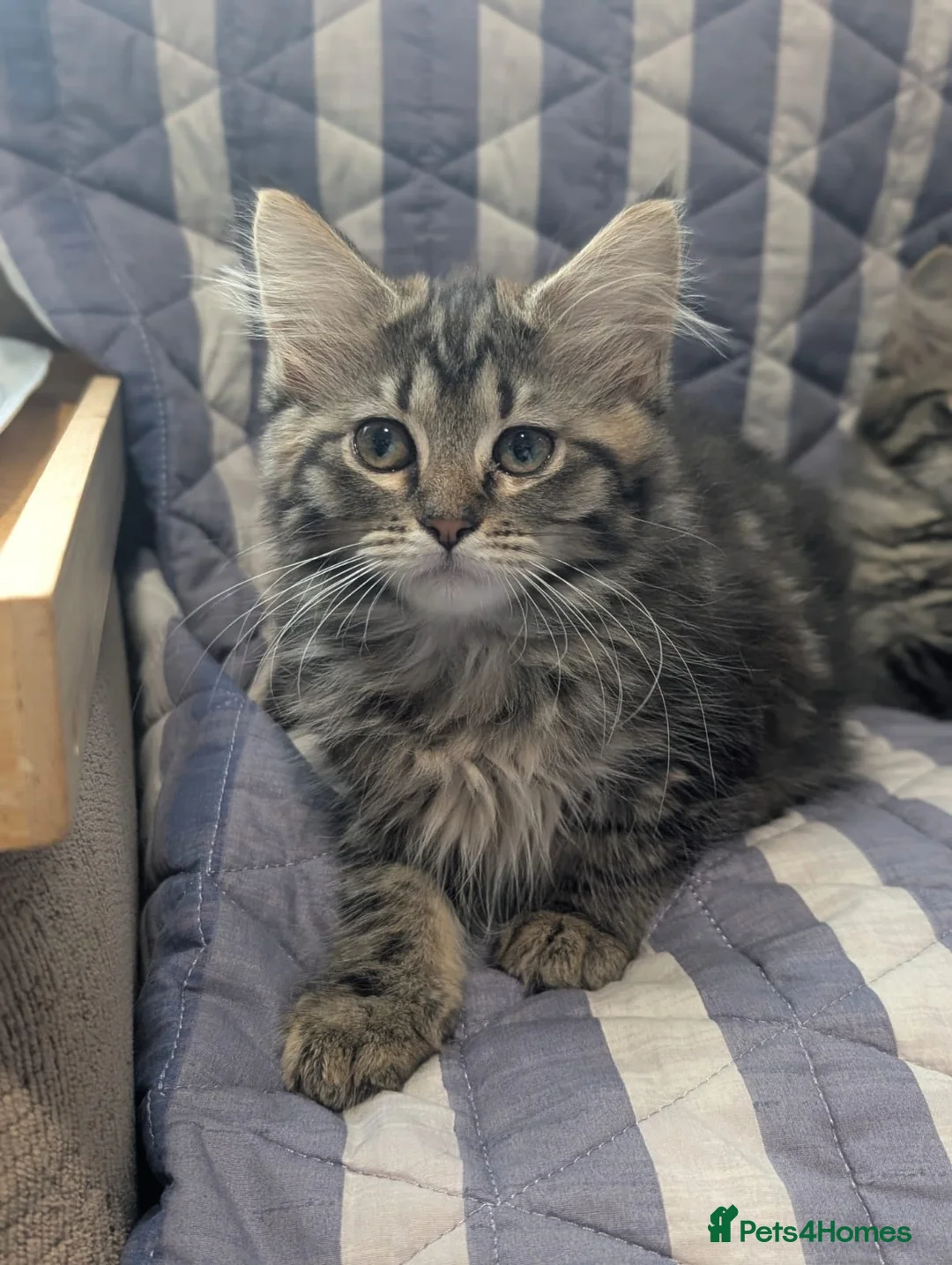Maine Coon cats for sale: 4 x Maine coone x ragdoll kittens  - Advert 17