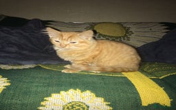 Munchkin cats for sale: Adorable Apricot-Marmalade Tabby Munchkin Male Kit - Image 9