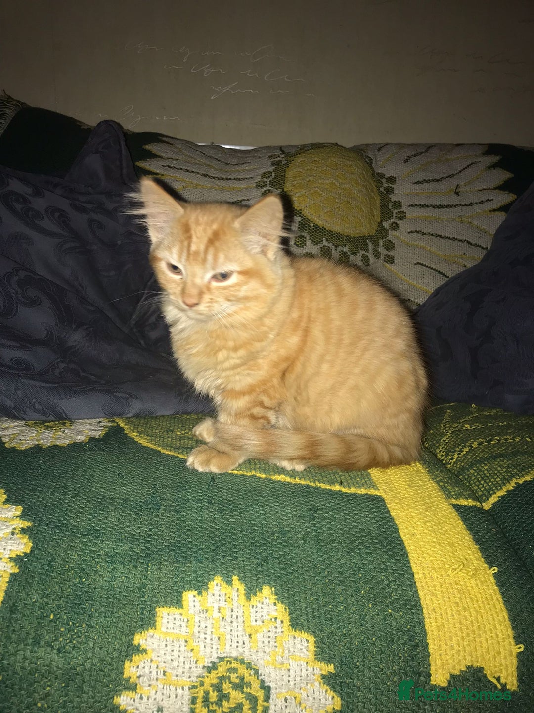 Munchkin cats for sale: Adorable Apricot-Marmalade Tabby Munchkin Male Kit - Image 9