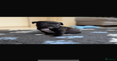 Staffordshire Bull Terrier dogs - Advert 1