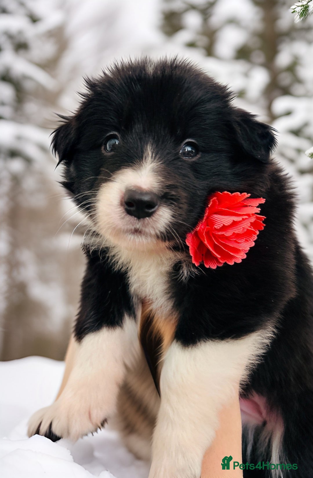 Border Collie dogs for sale: ❗️5⭐️ KC DNA tested champions LAST❗️border collie  - Advert 36