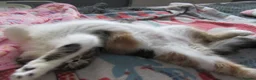 Exotic cats for sale: Super sweet Exotic female kitten READY NOW - Advert 5