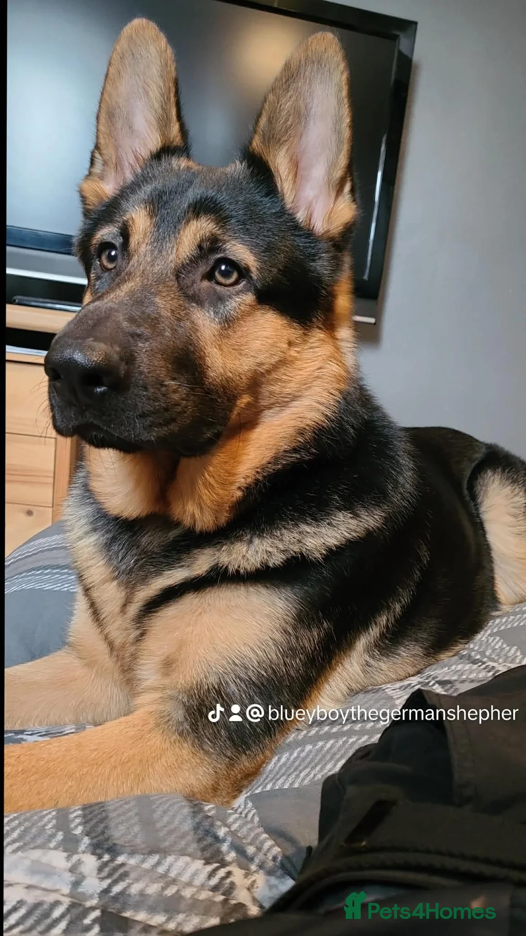 German Shepherd dogs for stud: BLUEY German shepherd stud in Tamworth - Advert 1