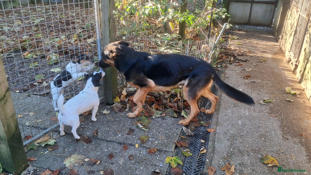 German Shepherd dogs for sale: 3yr old German Shepherd lady needing loving home - Advert 2