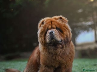 Chow Chow dogs in Hamilton - Advert 1