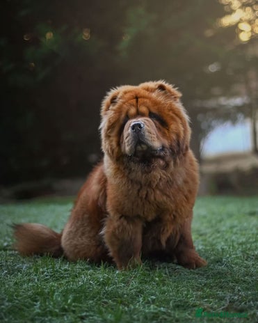 Chow Chow dogs in Hamilton - Advert 1