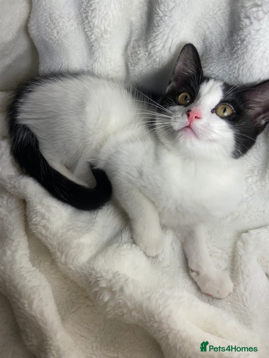 Mixed Breed cats for sale: Cute black and white kitten  - Advert 7