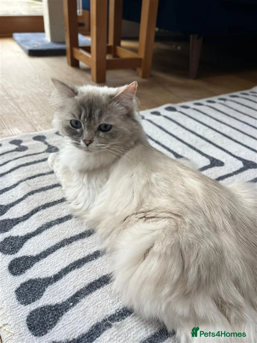 Ragdoll cats for sale: Pedigree Ragdoll Kittens in Havant - Advert 2