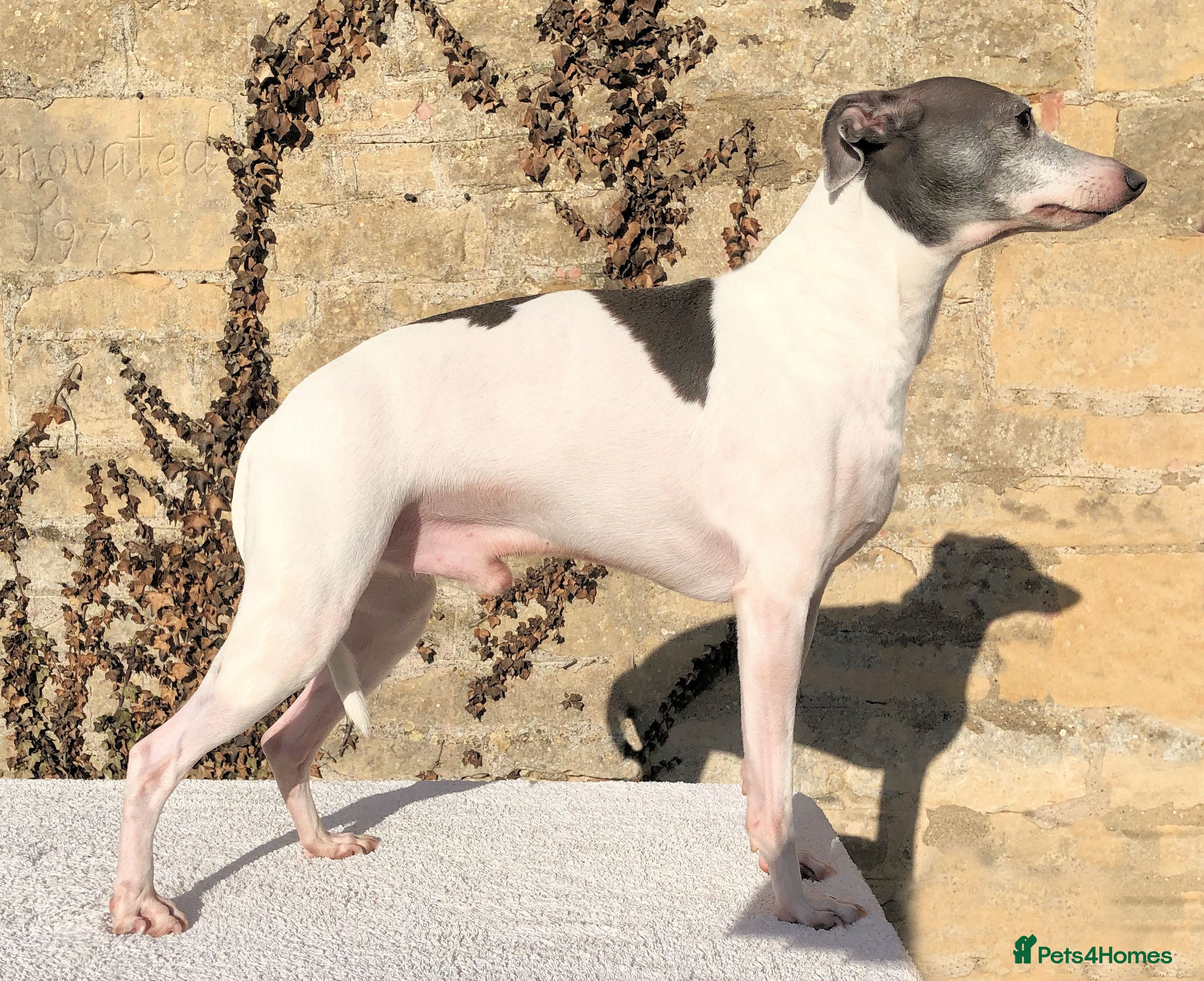 Italian Greyhound dogs American Import at Stud - Advert 1