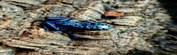 Frog reptiles for sale: Blue azureus dart frog in Bridgwater - Advert 5