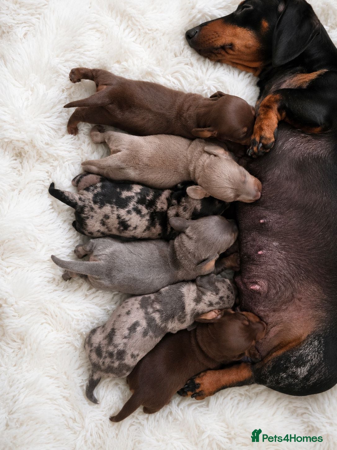Miniature Dachshund dogs KC Miniature Dachshunds - Advert 16