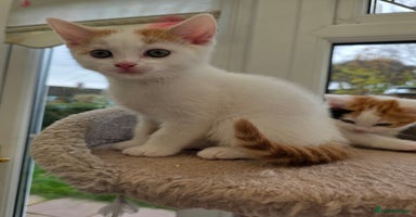 Mixed Breed cats - Advert 2