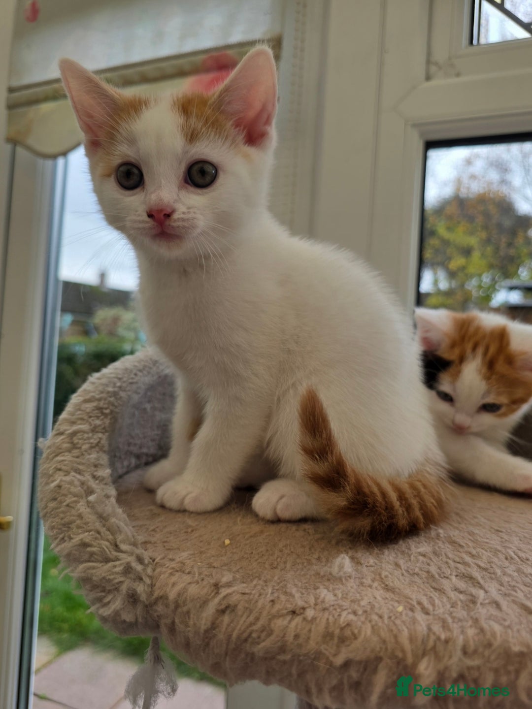 Mixed Breed cats for sale: Adorable Kittens Ready for Their Forever Homes!  - Image 3