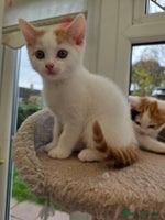 Mixed Breed cats - Advert 15