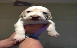 Italian Spinone dogs for sale: A beautiful litter of Italian Spinones  - Image 16
