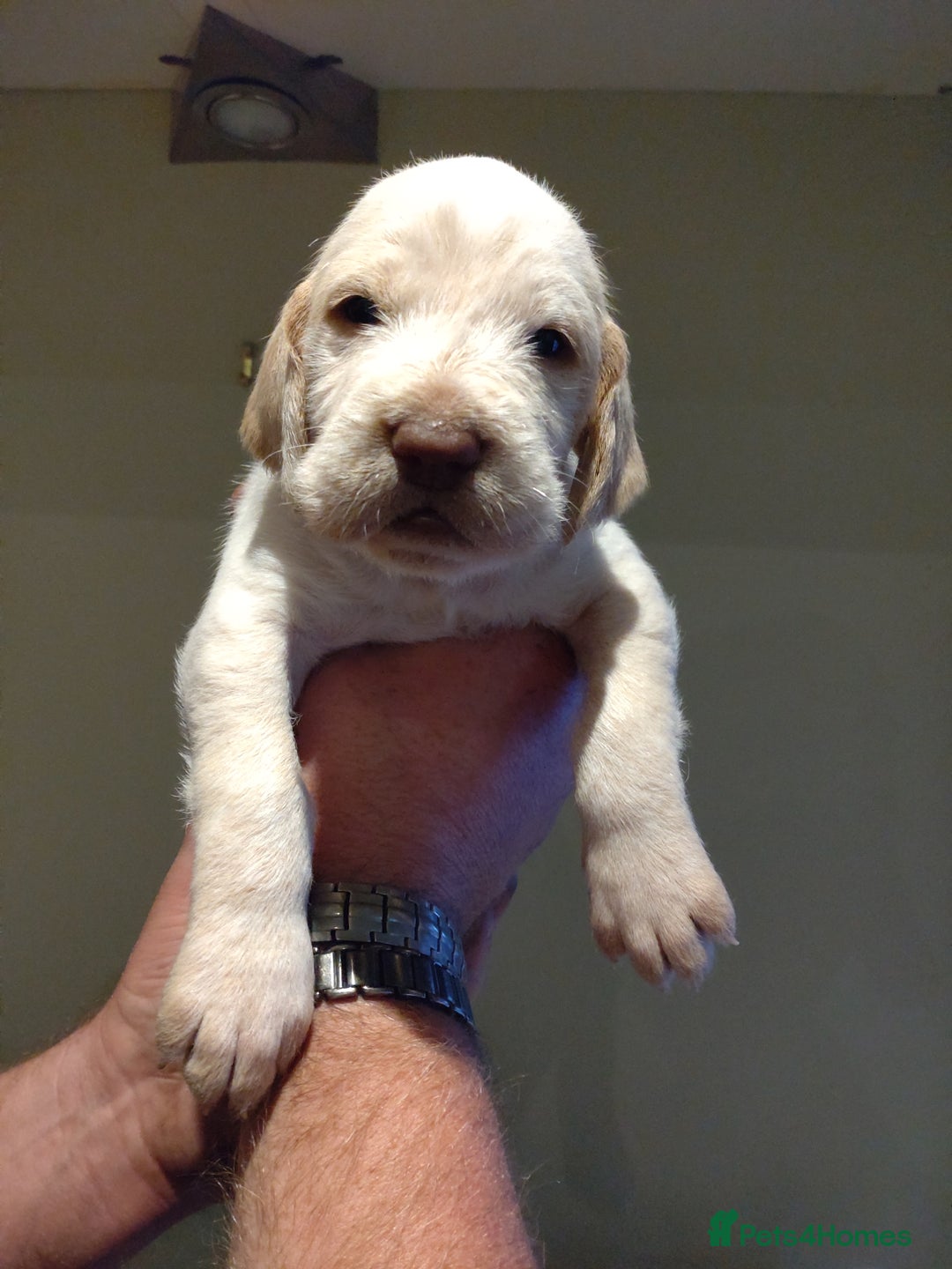 Italian Spinone dogs for sale: A beautiful litter of Italian Spinones  - Image 16