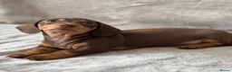 Miniature Dachshund dogs for sale: Chocolate and tan short haired mini dachshund  - Advert 5
