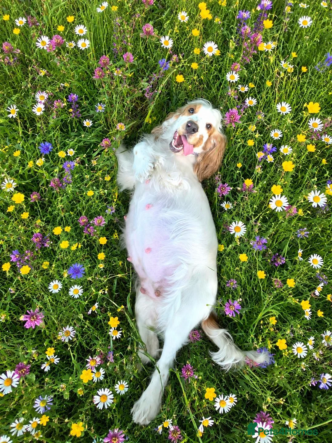 Cocker Spaniel dogs for sale: KC Registered Show cocker spaniel  - Advert 1